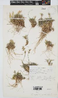 Dregeochloa pumila image