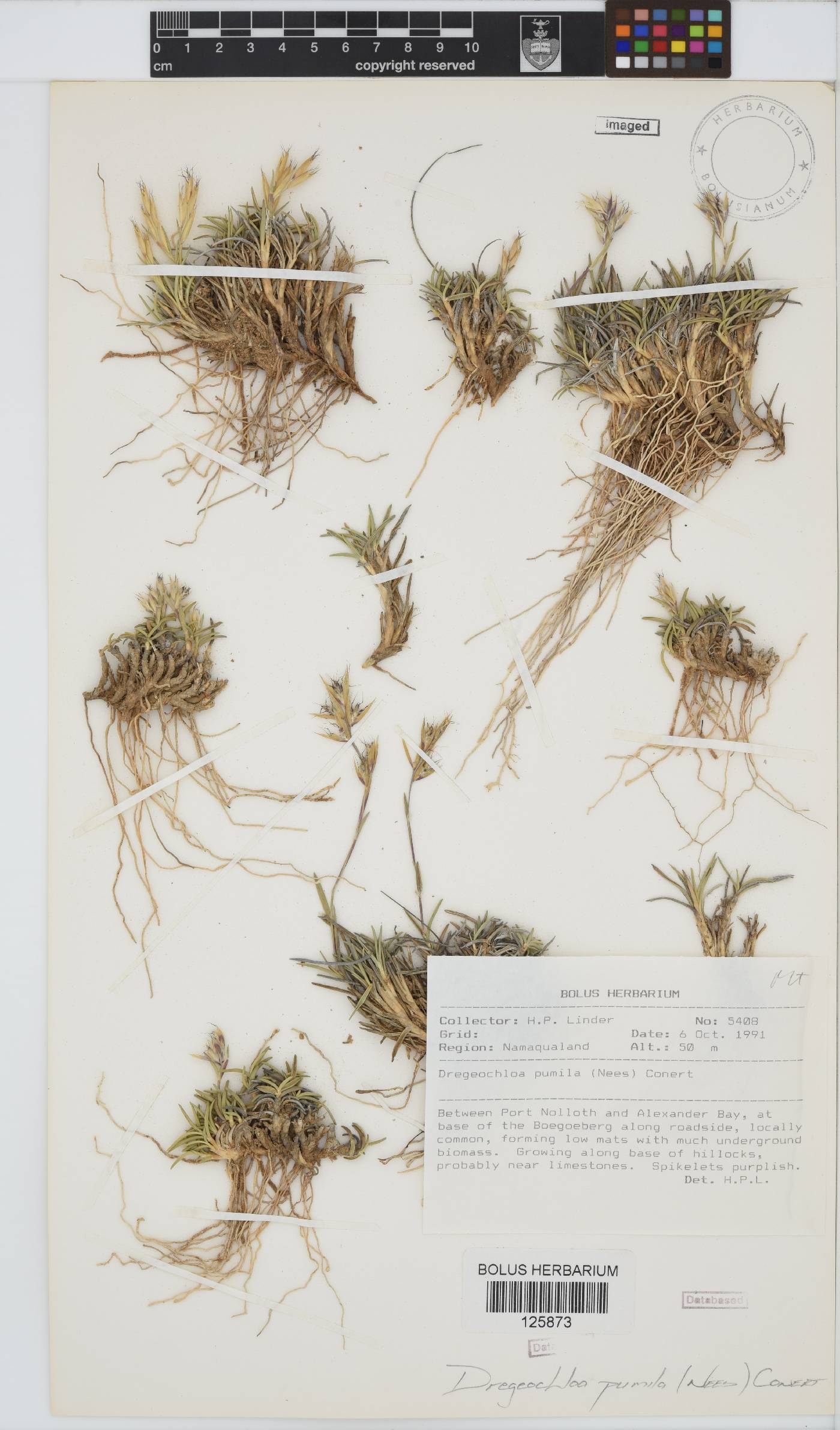 Dregeochloa image