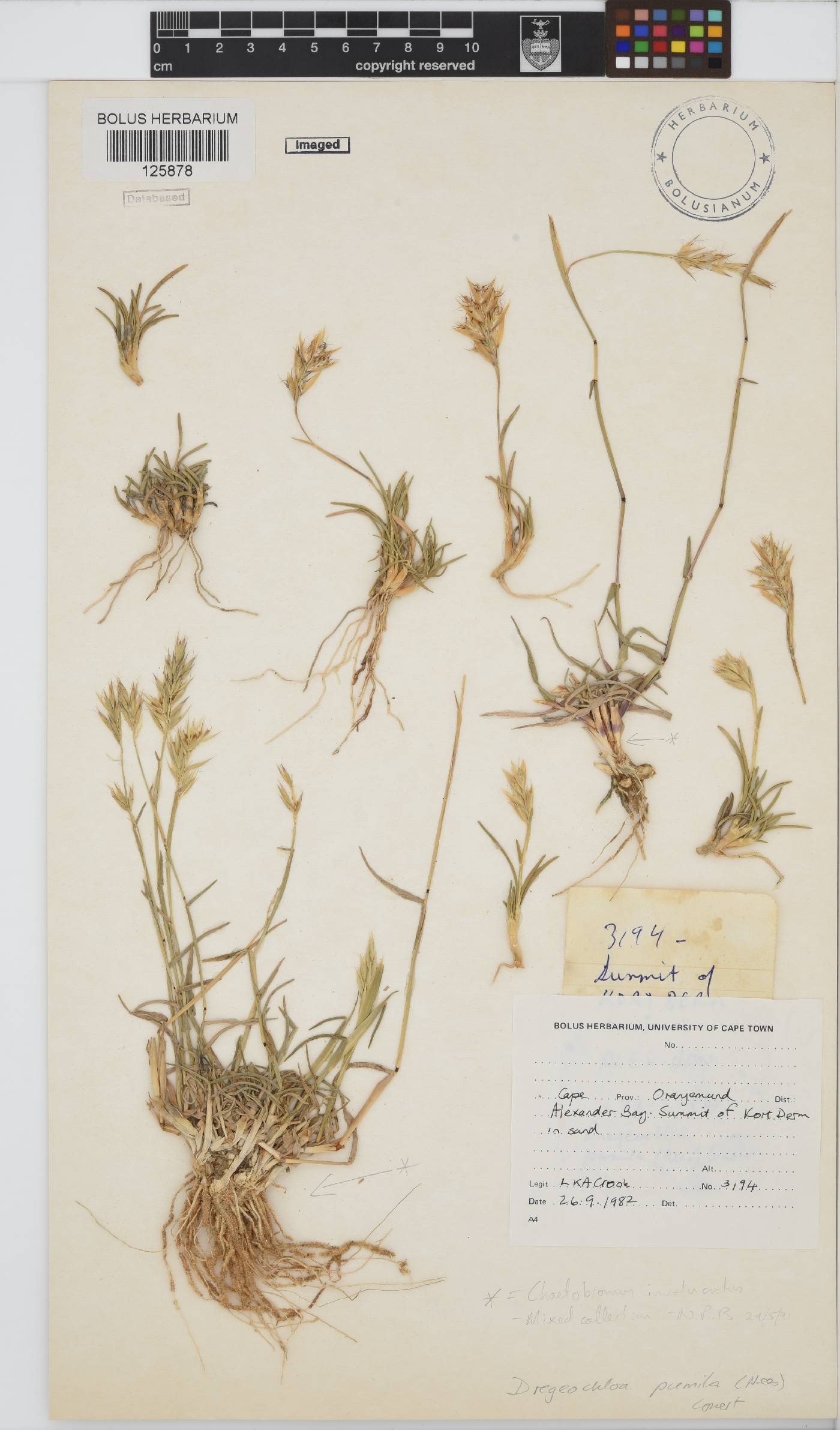 Dregeochloa pumila image