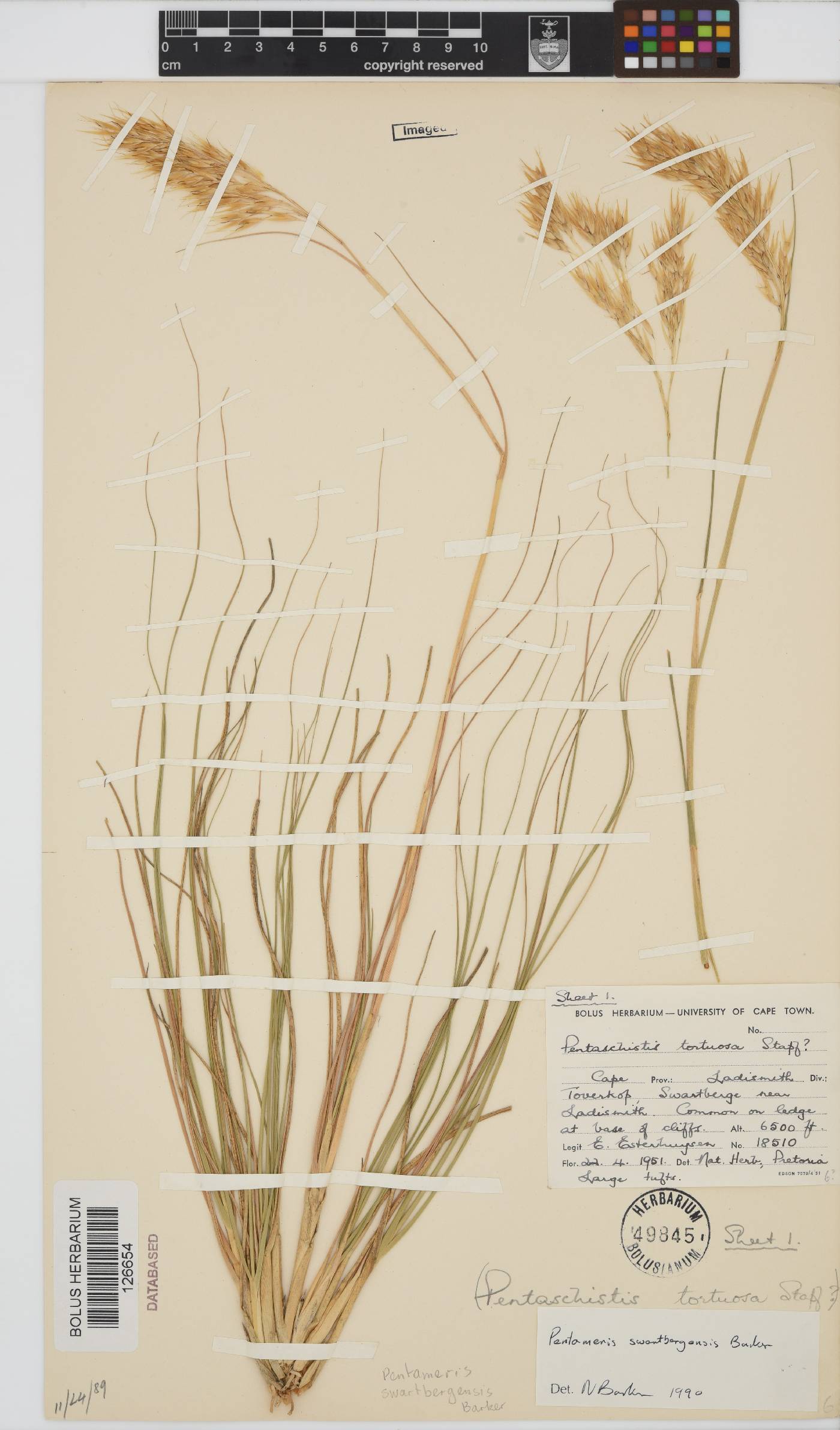 Pentameris swartbergensis image