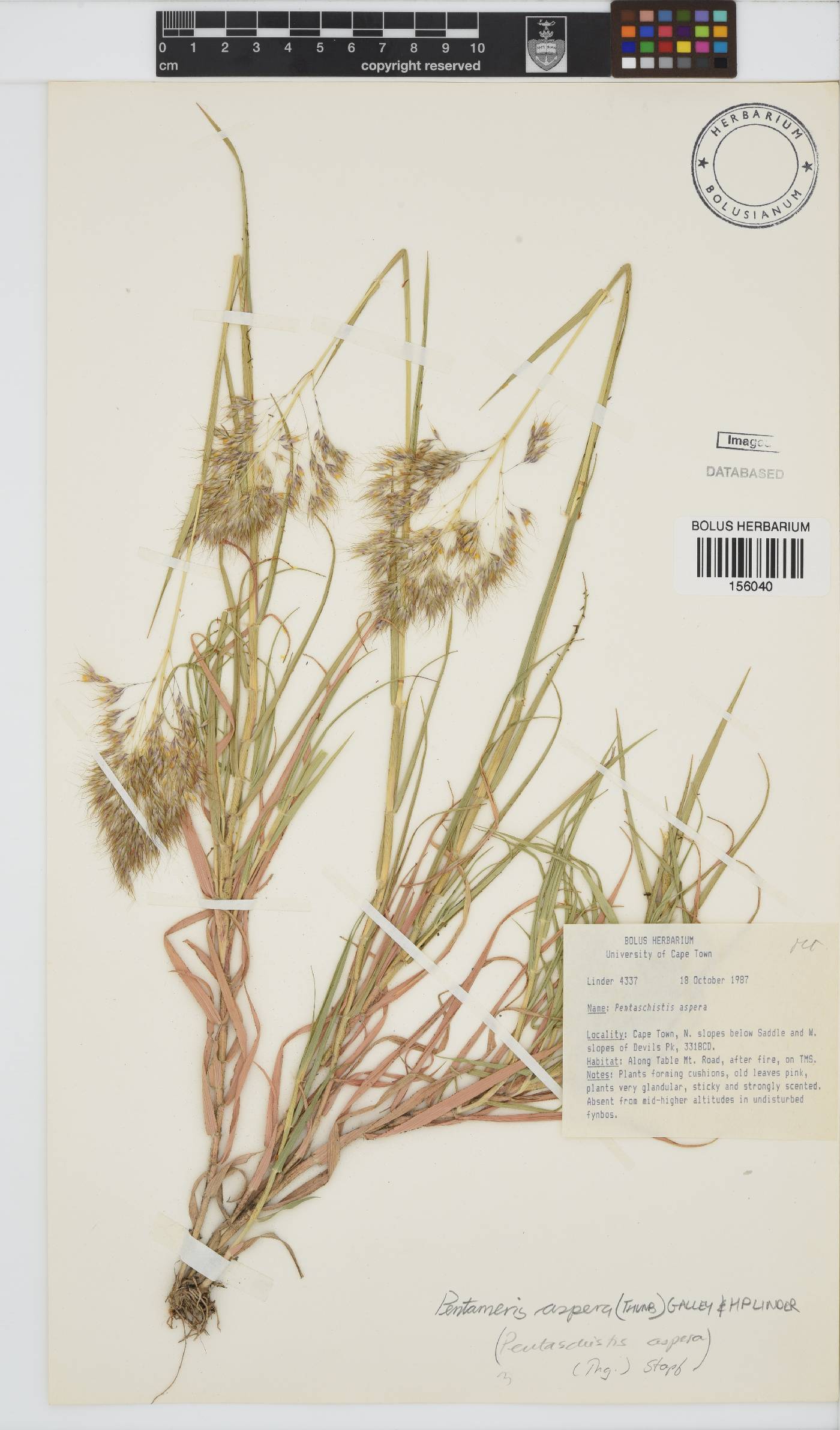 Pentameris aspera image