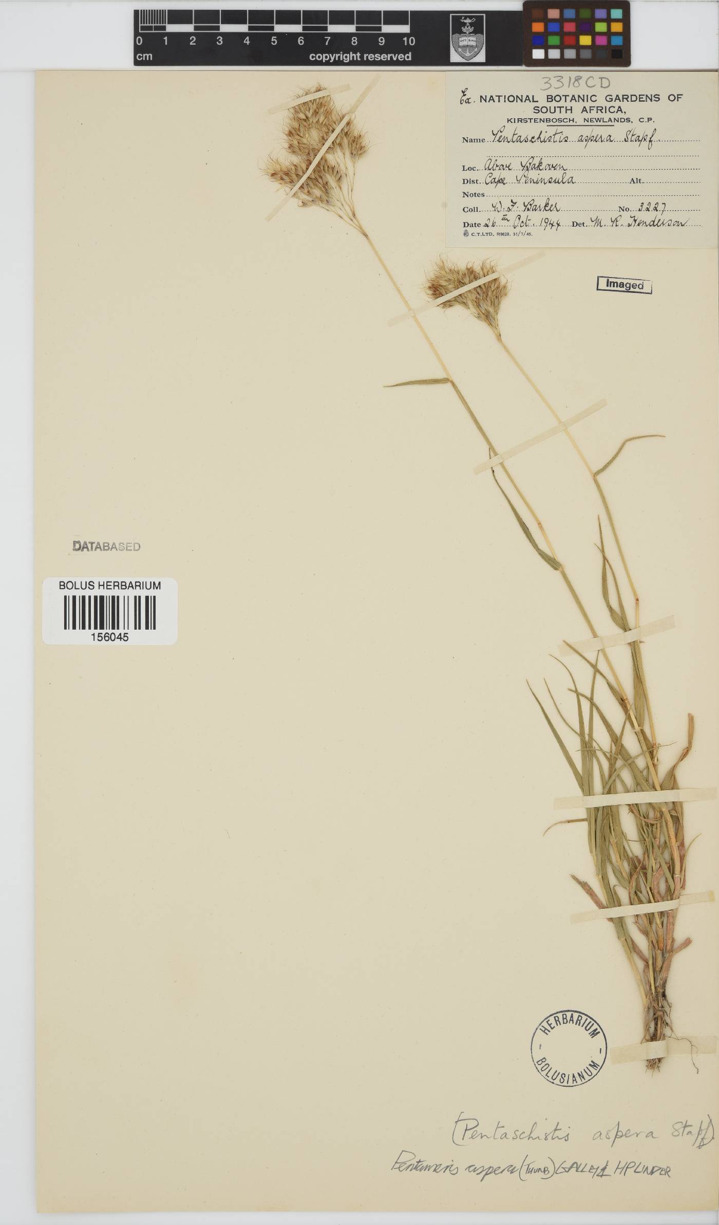 Pentameris aspera image