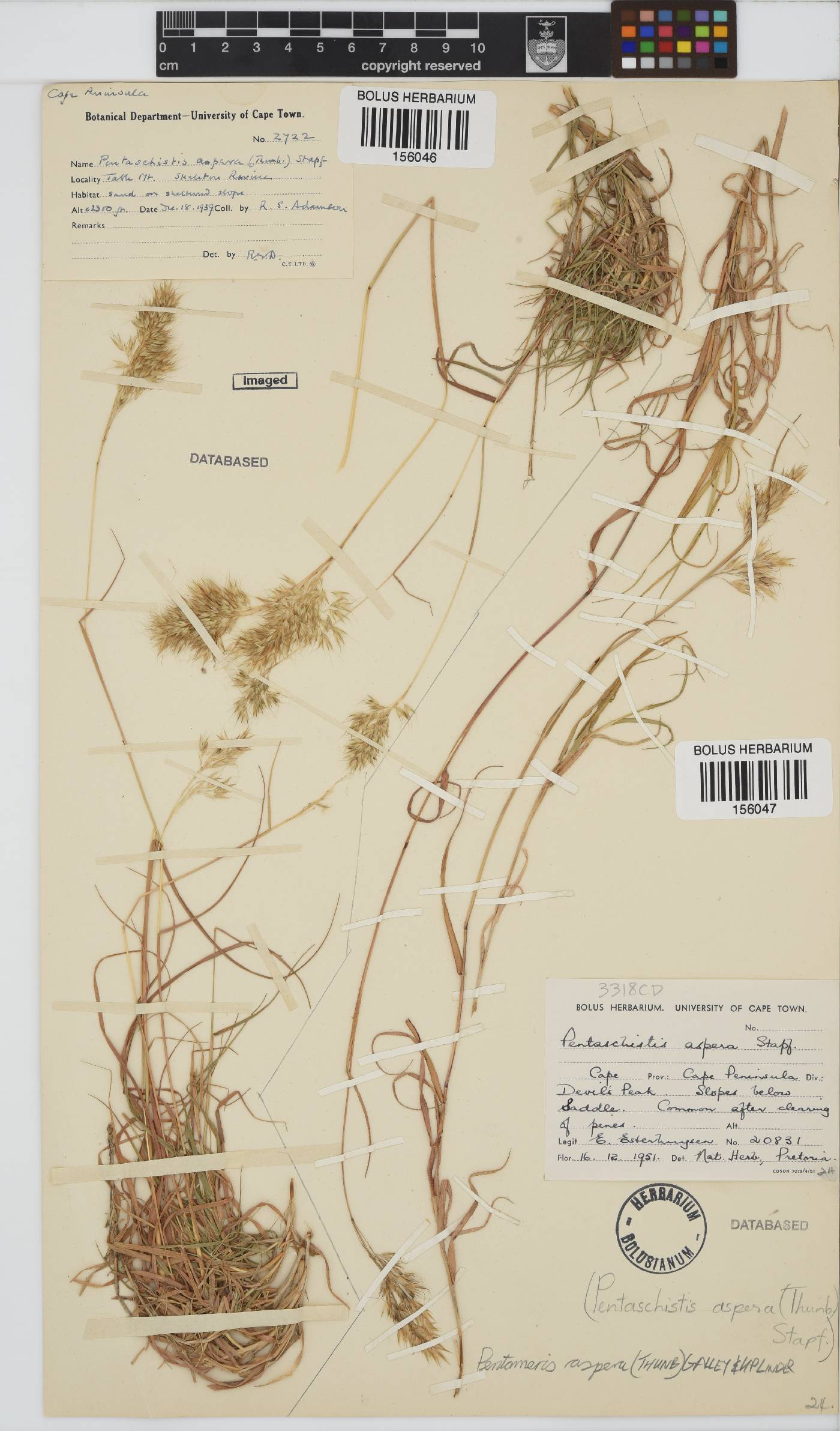 Pentameris aspera image