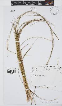 Digitaria eylesii image