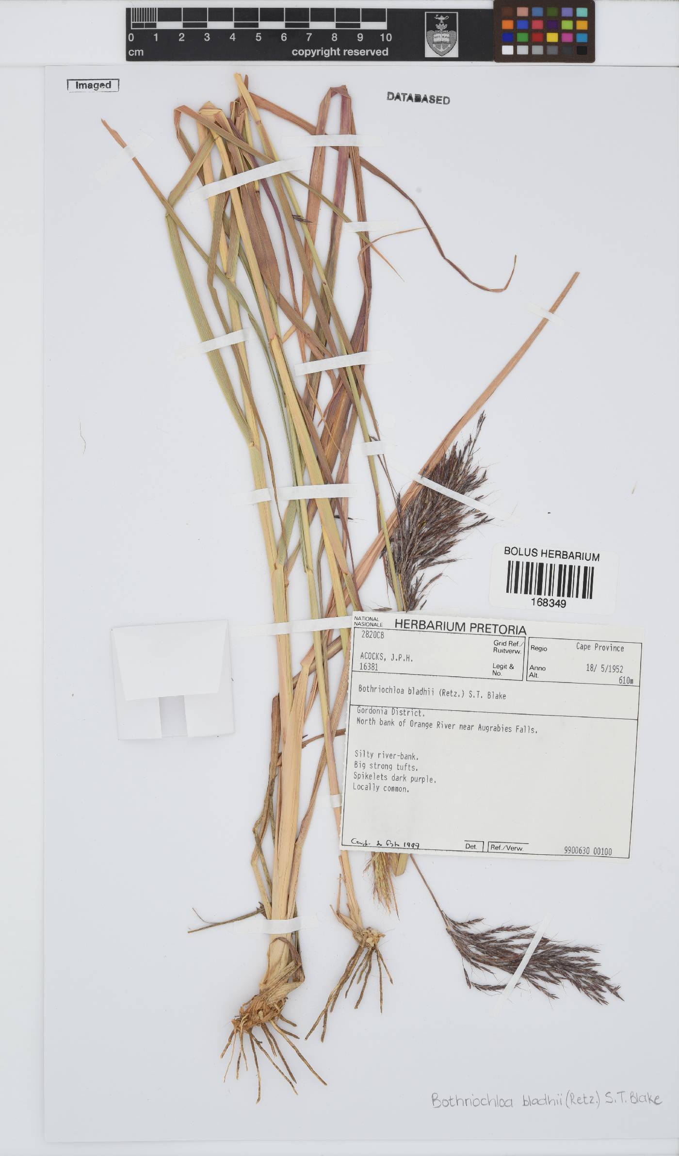 Bothriochloa bladhii image
