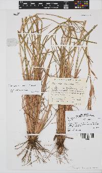 Themeda triandra image