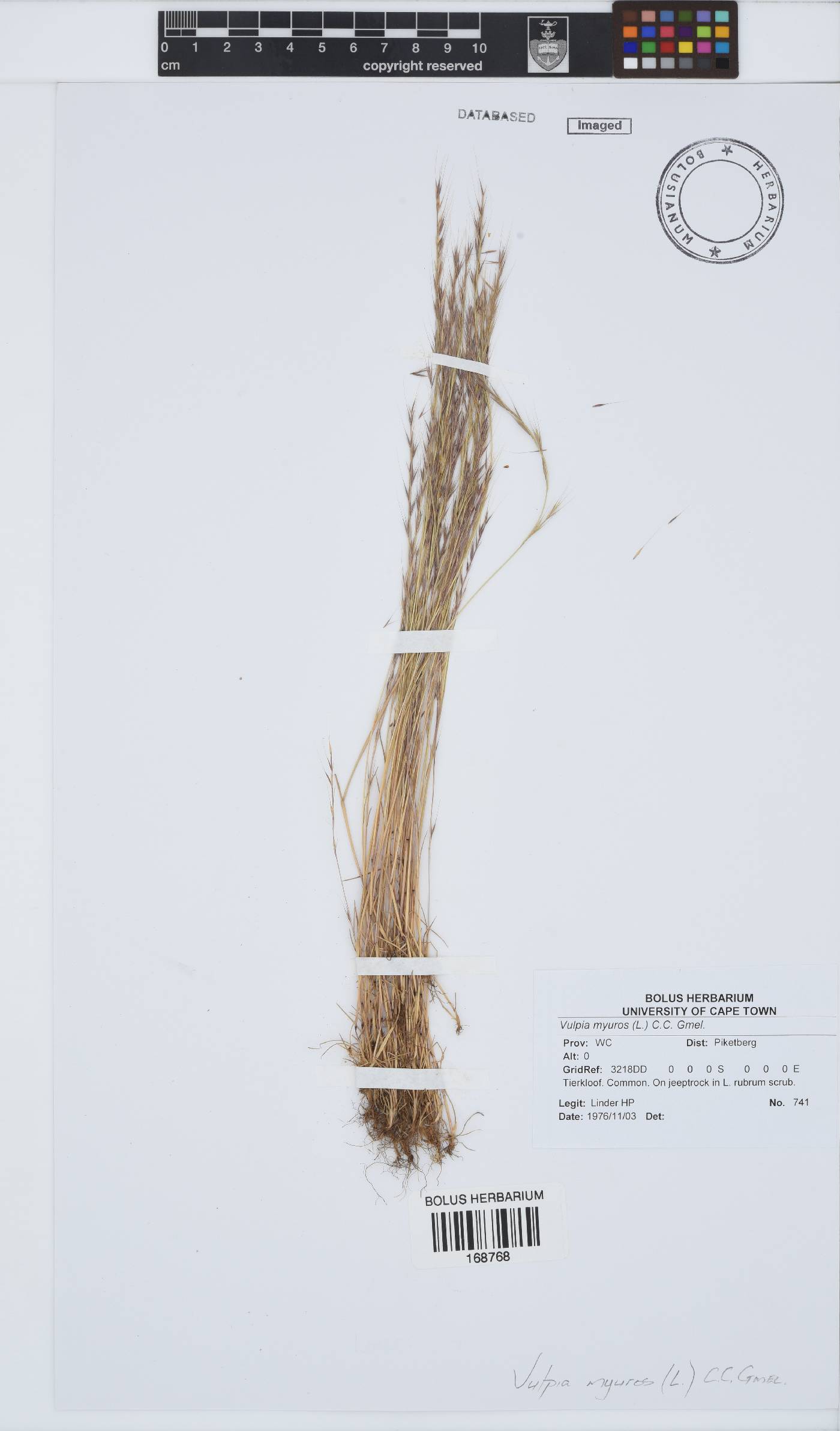 Vulpia myuros image
