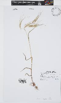 Bromus rigidus image