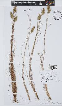 Tribolium hispidum image