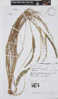 Enneapogon cenchroides image