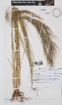 Aristida meridionalis image