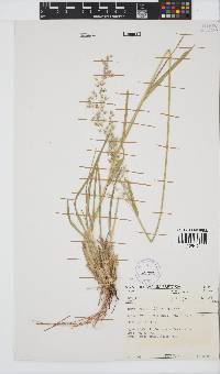 Melinis repens subsp. repens image