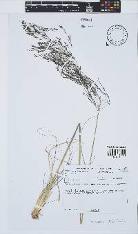 Eragrostis rotifer image