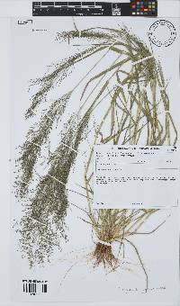 Eragrostis porosa image