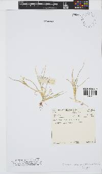 Image of Eriochloa fatmensis