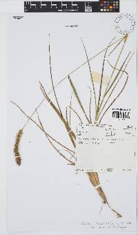 Setaria sphacelata var. torta image