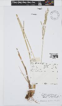 Image of Eriochloa stapfiana