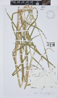 Setaria sphacelata var. sphacelata image