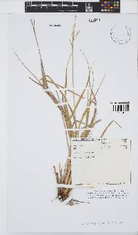 Eriochloa stapfiana image