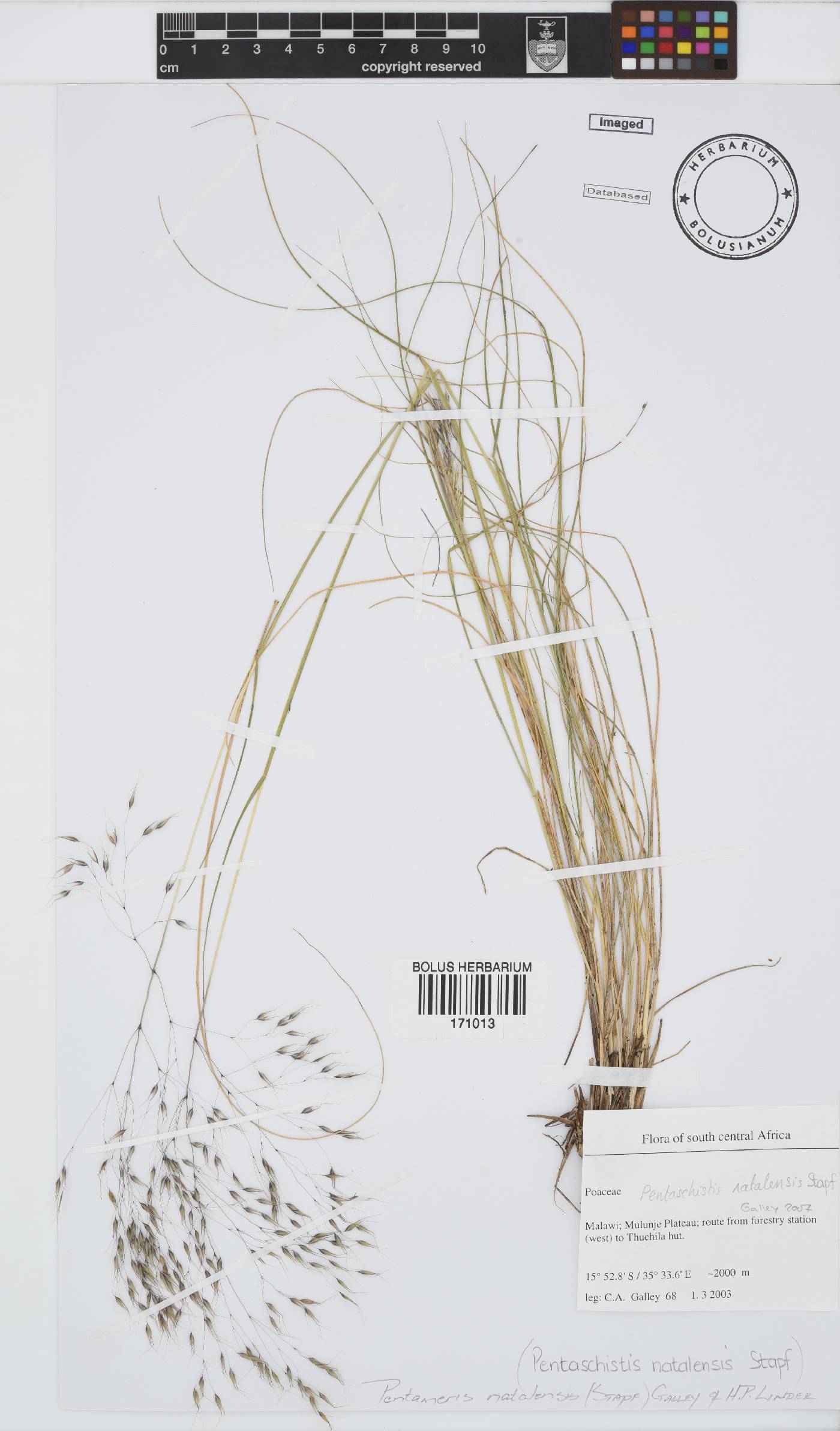 Pentameris natalensis image