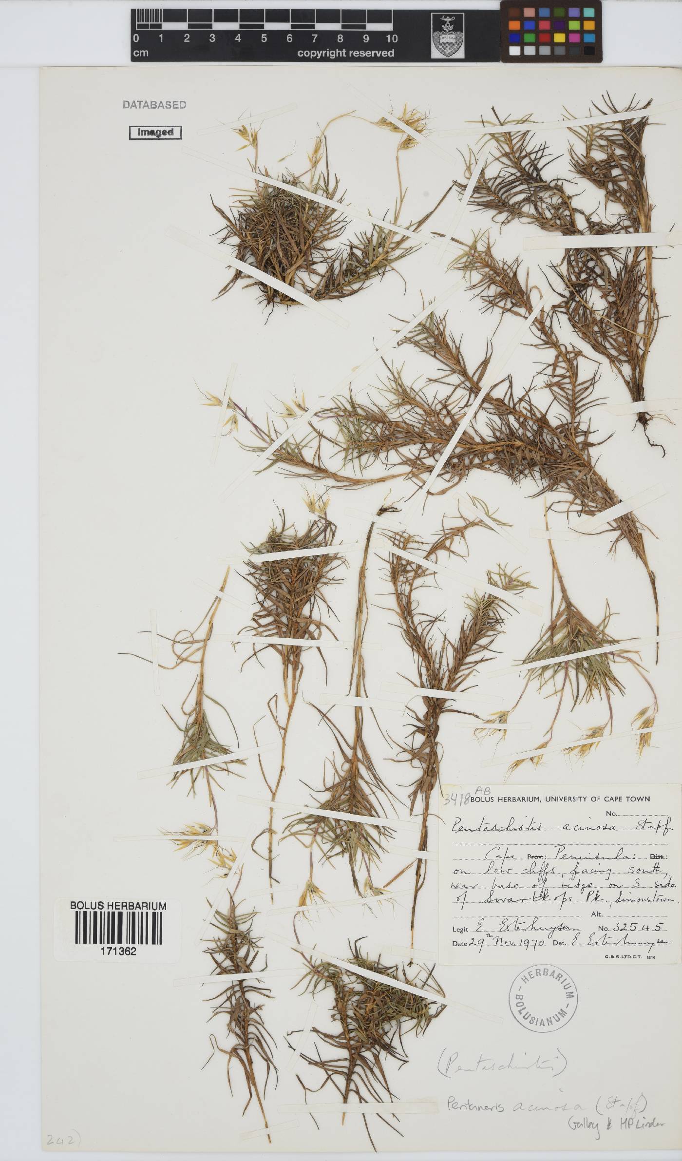 Pentameris acinosa image