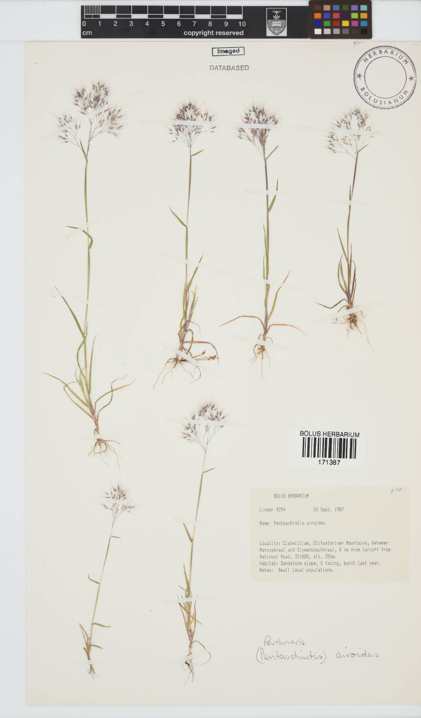 Pentameris airoides image