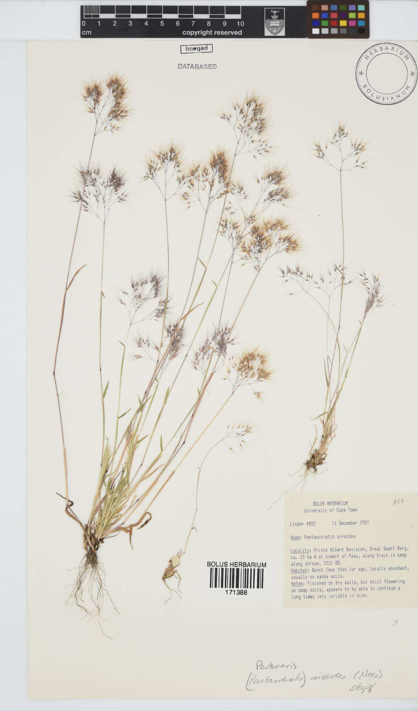 Pentameris airoides image