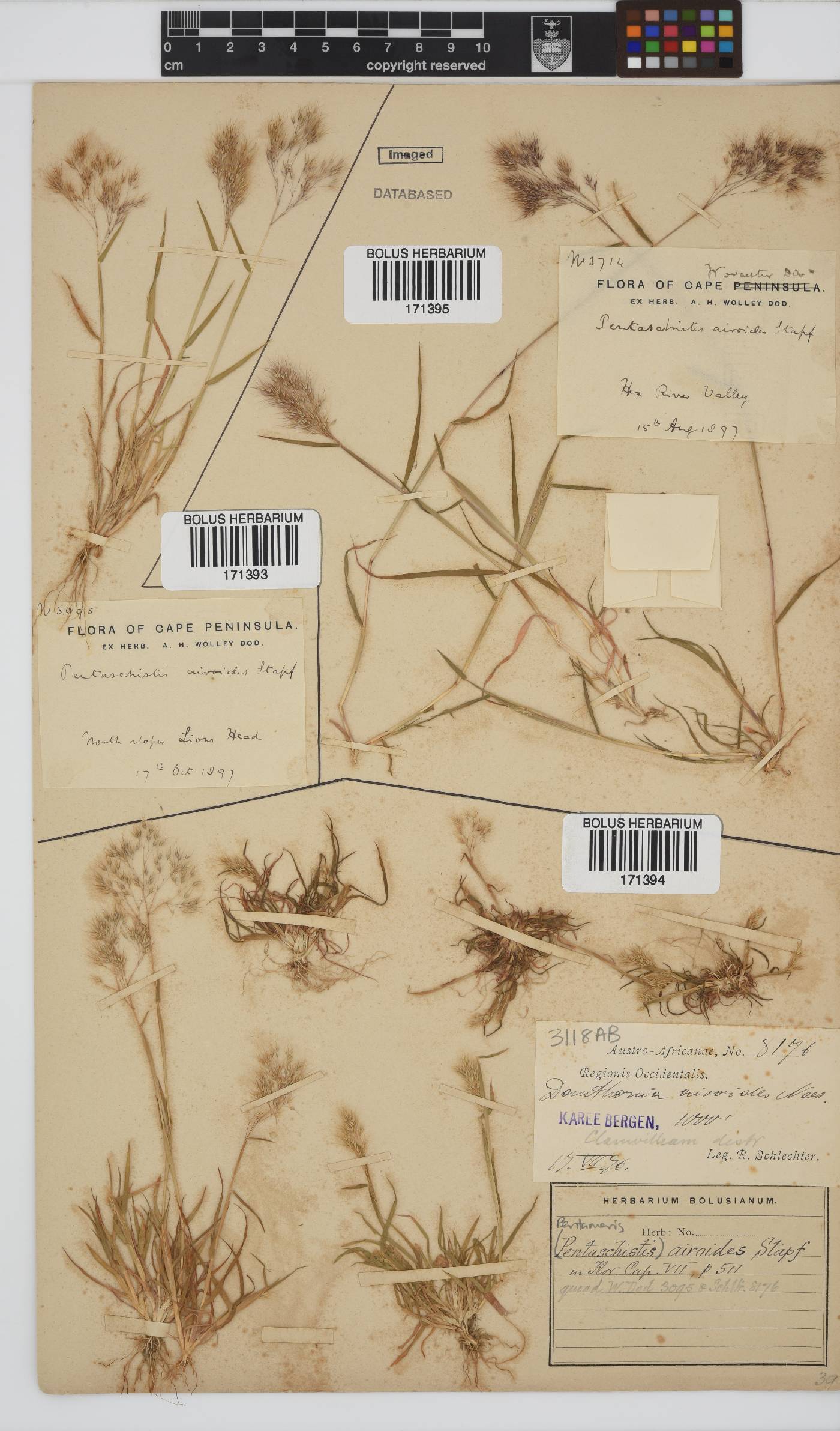 Pentameris airoides subsp. airoides image
