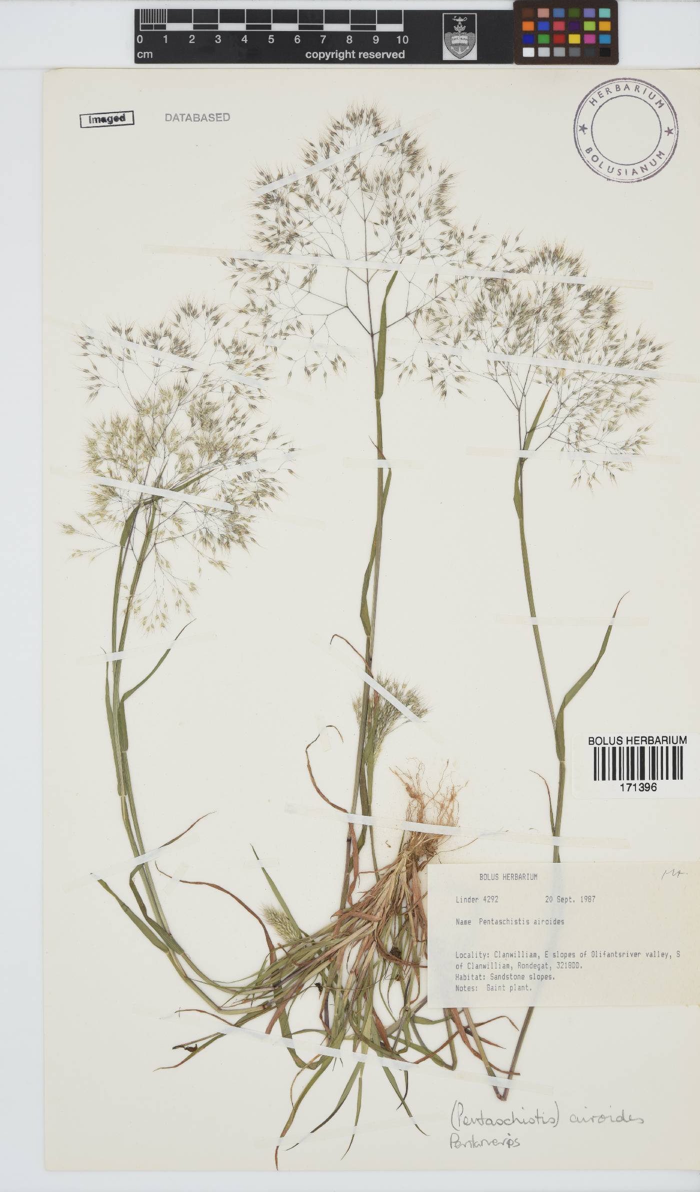 Pentameris airoides image