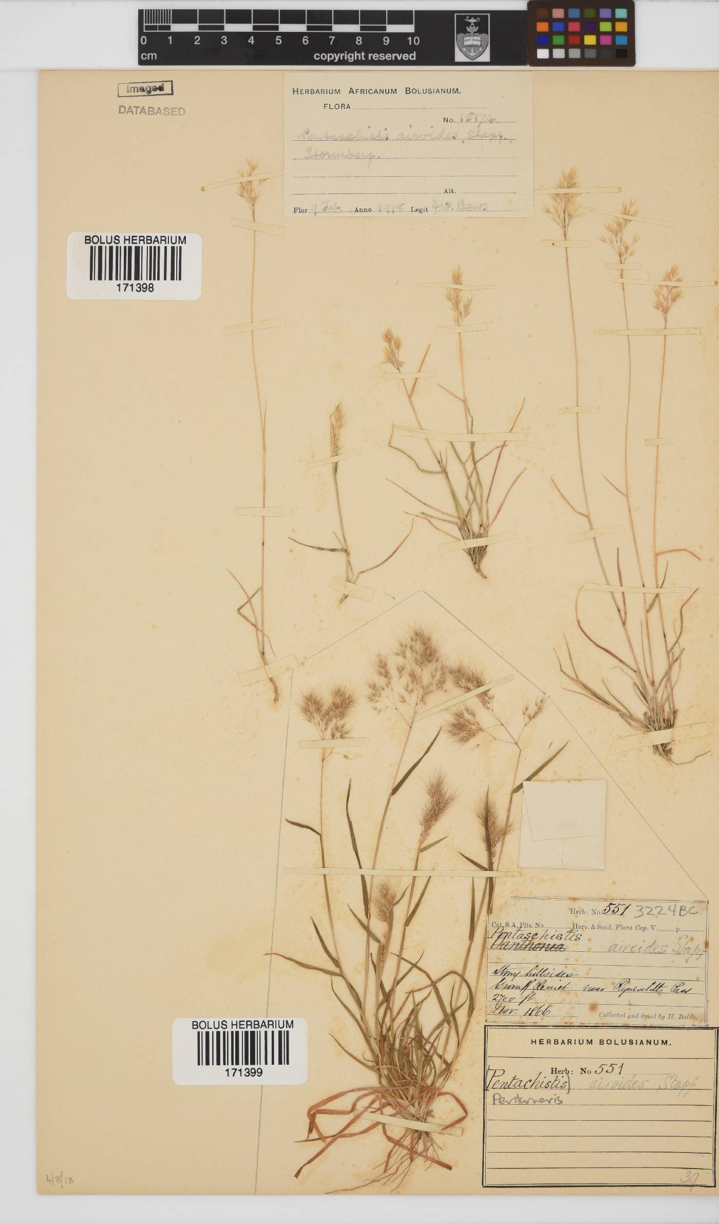 Pentameris airoides image