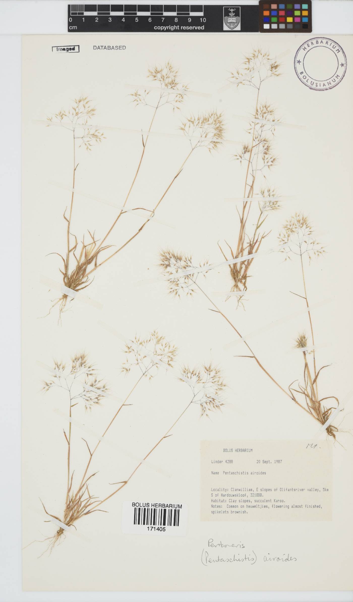 Pentameris airoides image