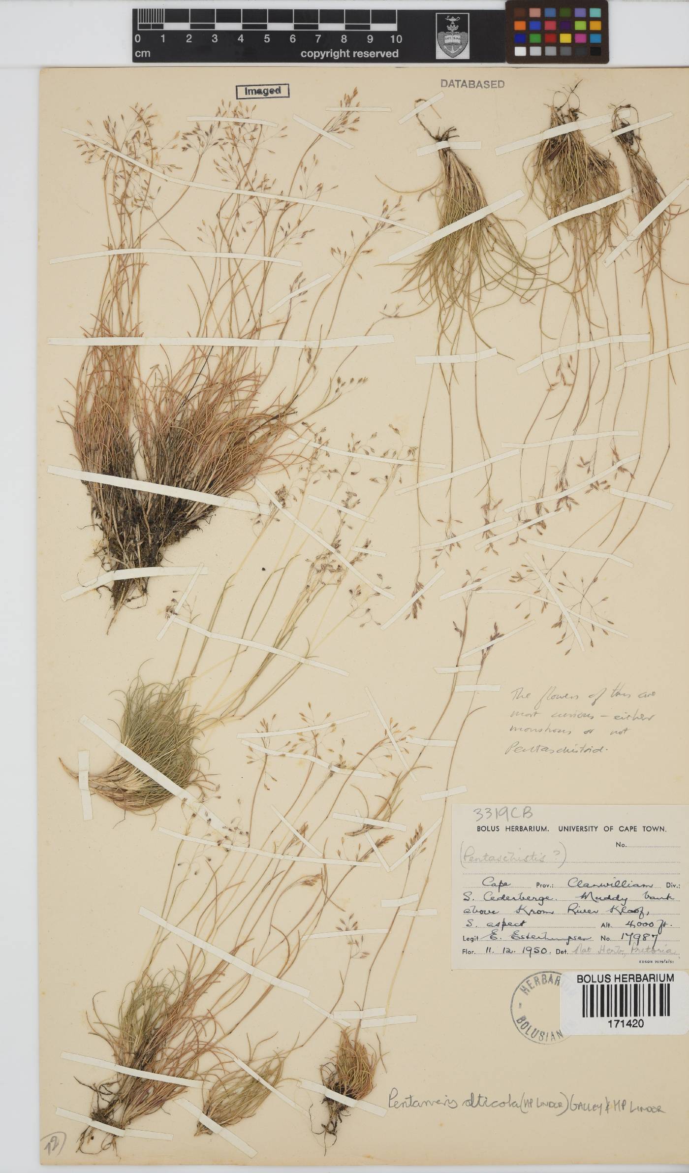 Pentameris alticola image