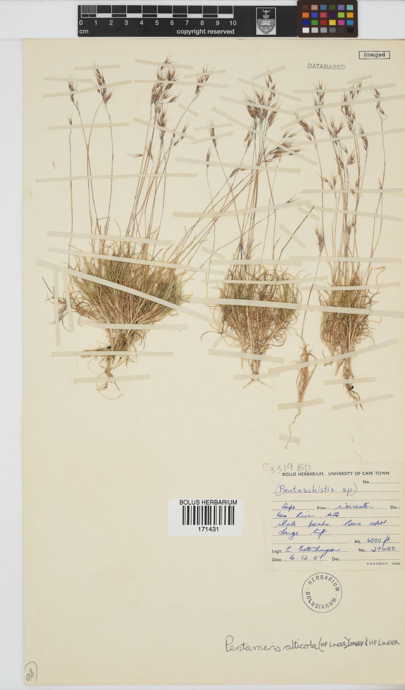 Pentameris alticola image