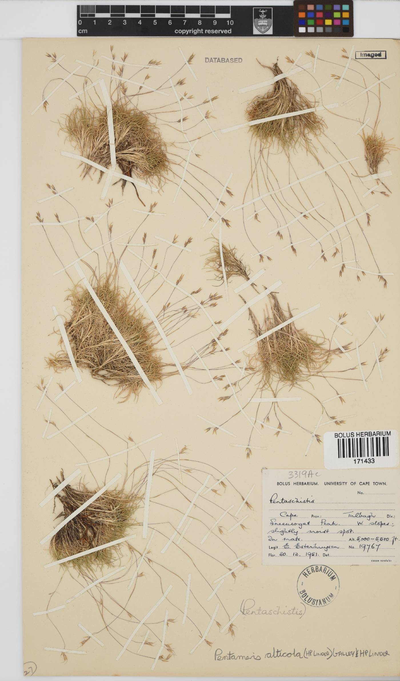 Pentameris alticola image