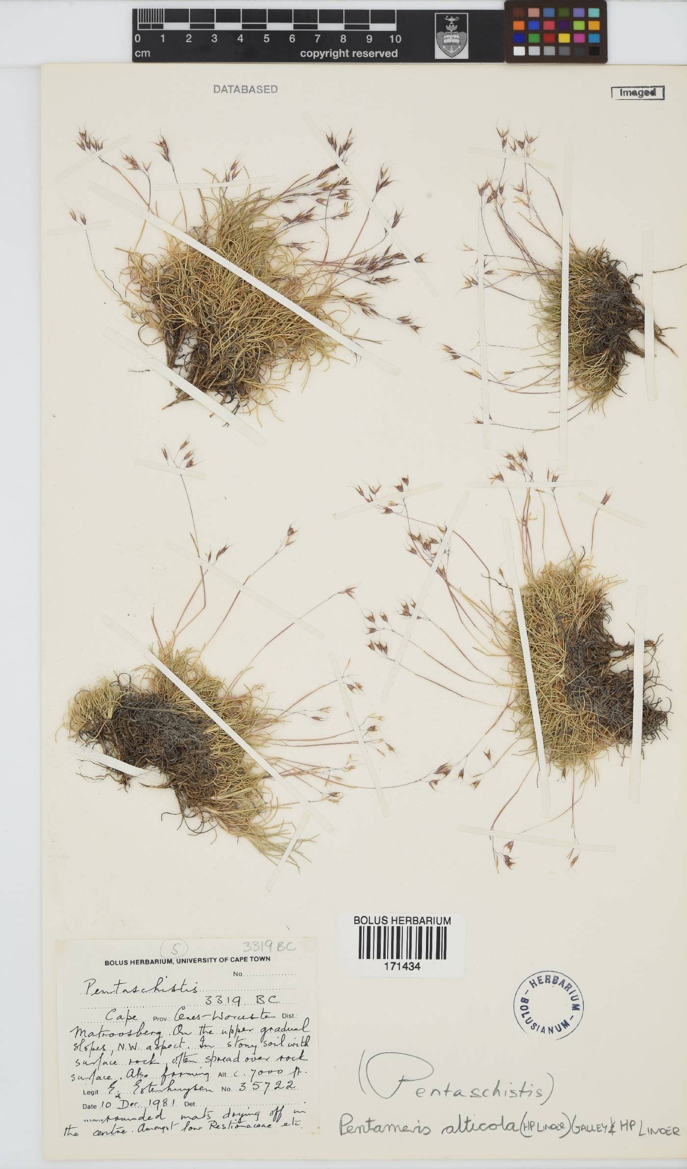 Pentameris alticola image