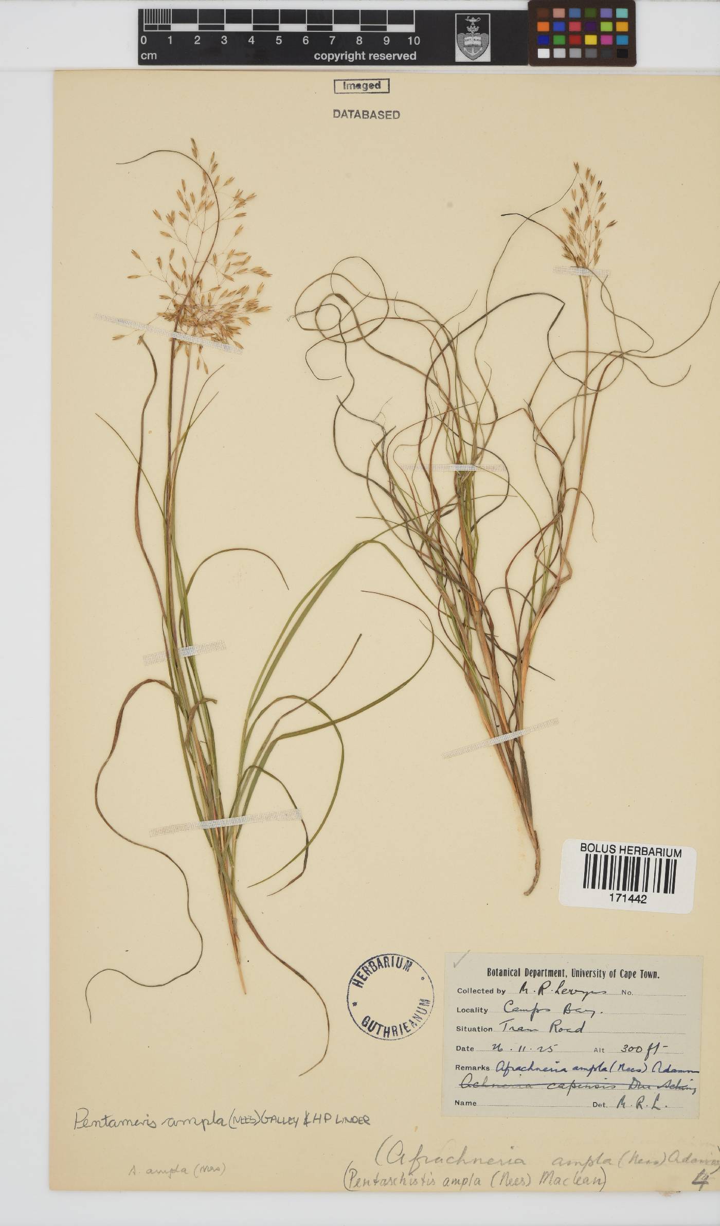 Pentameris ampla image