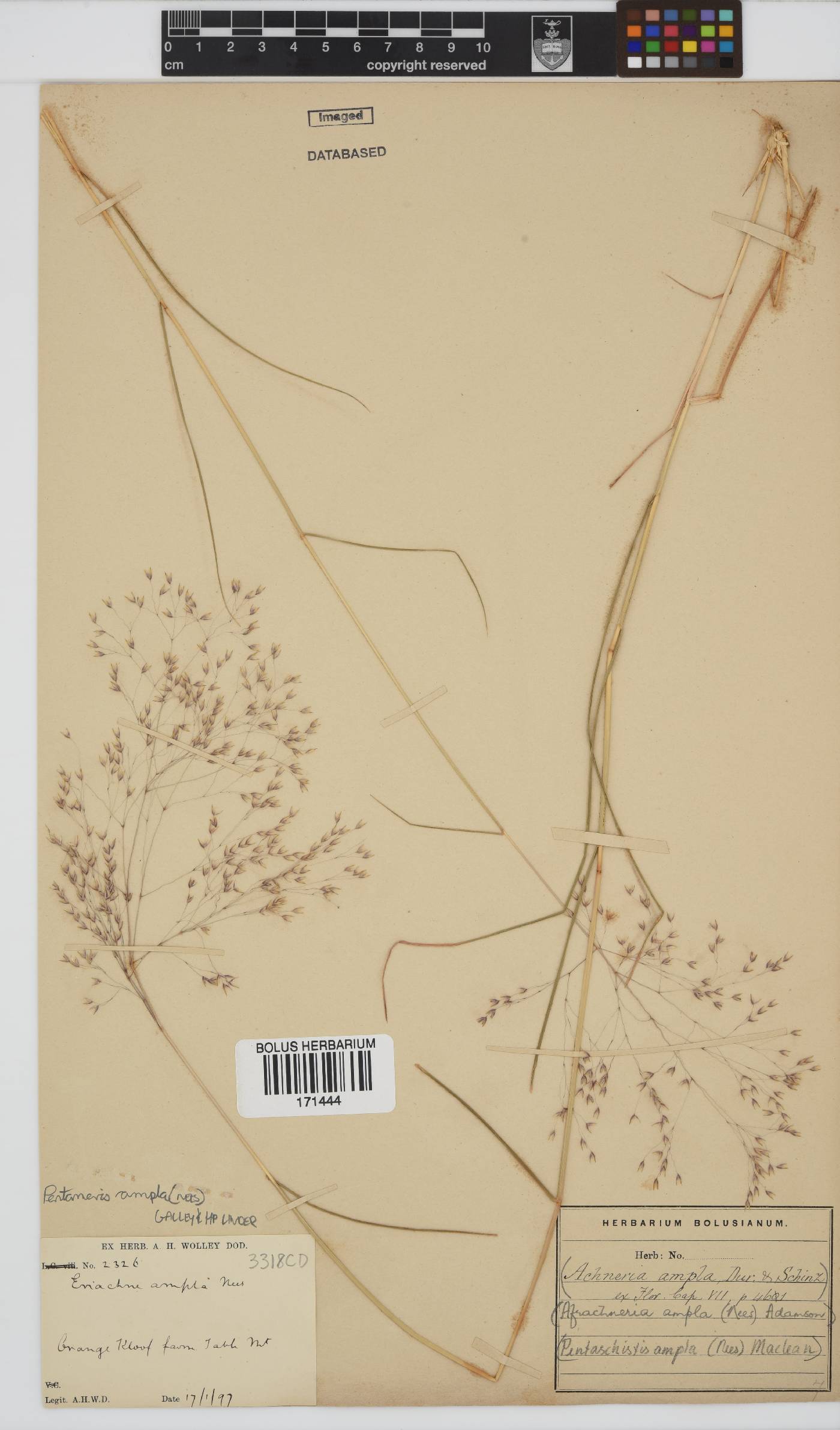 Pentameris ampla image