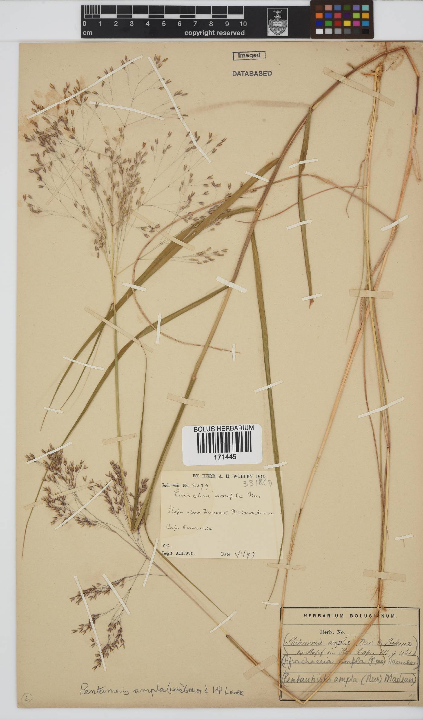 Pentameris ampla image