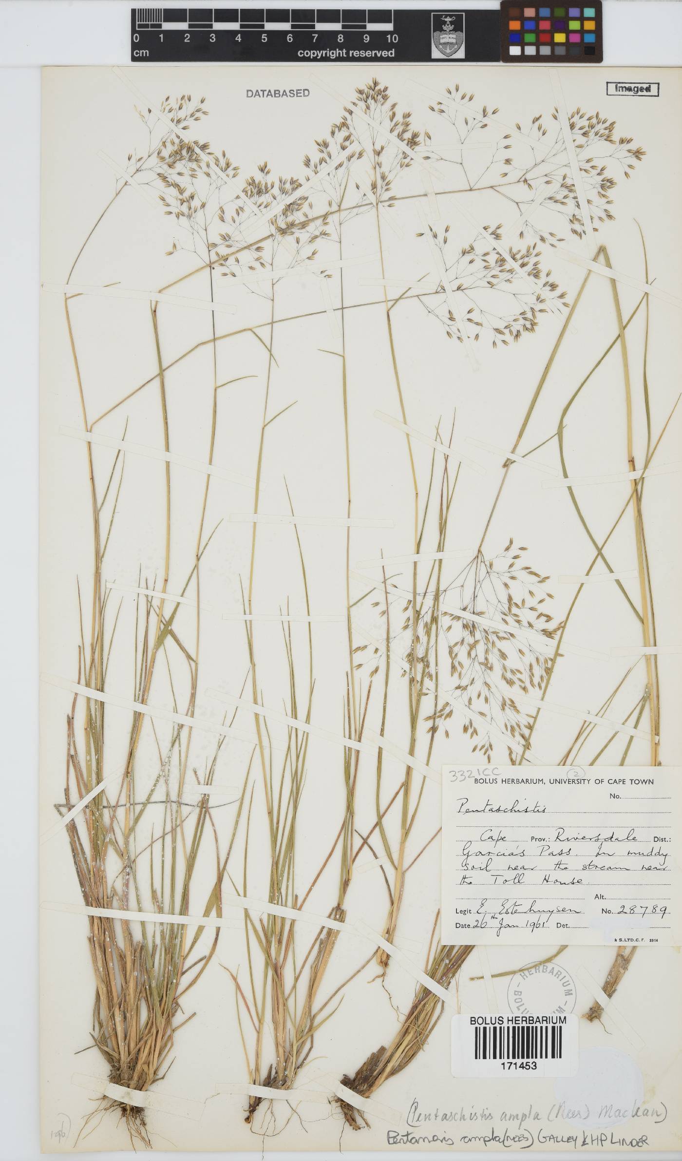 Pentameris ampla image