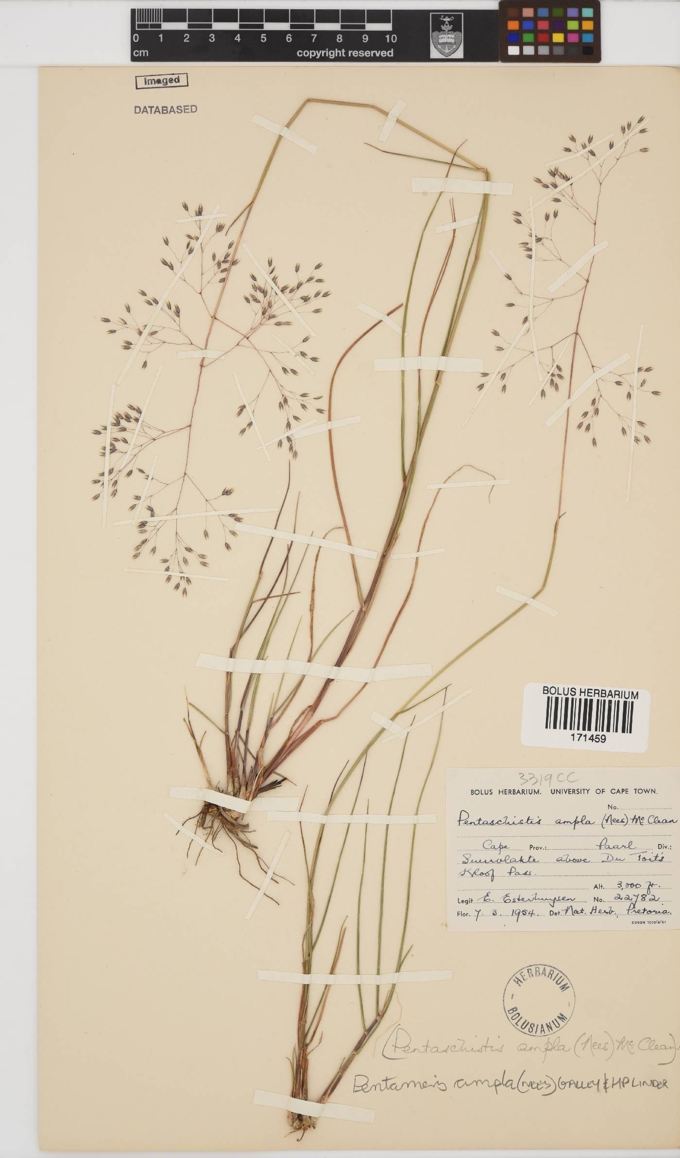 Pentameris ampla image