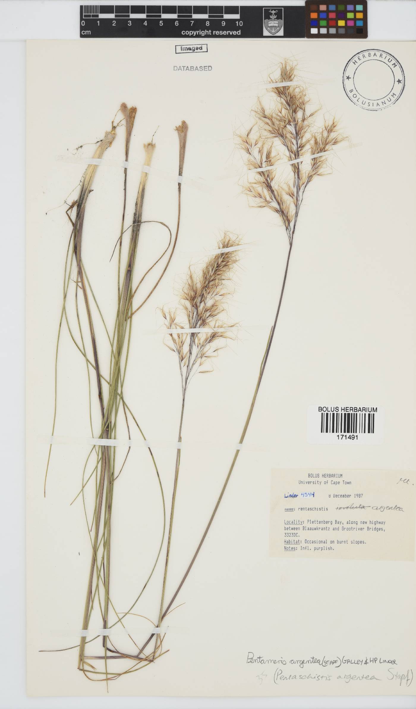 Pentameris argentea image