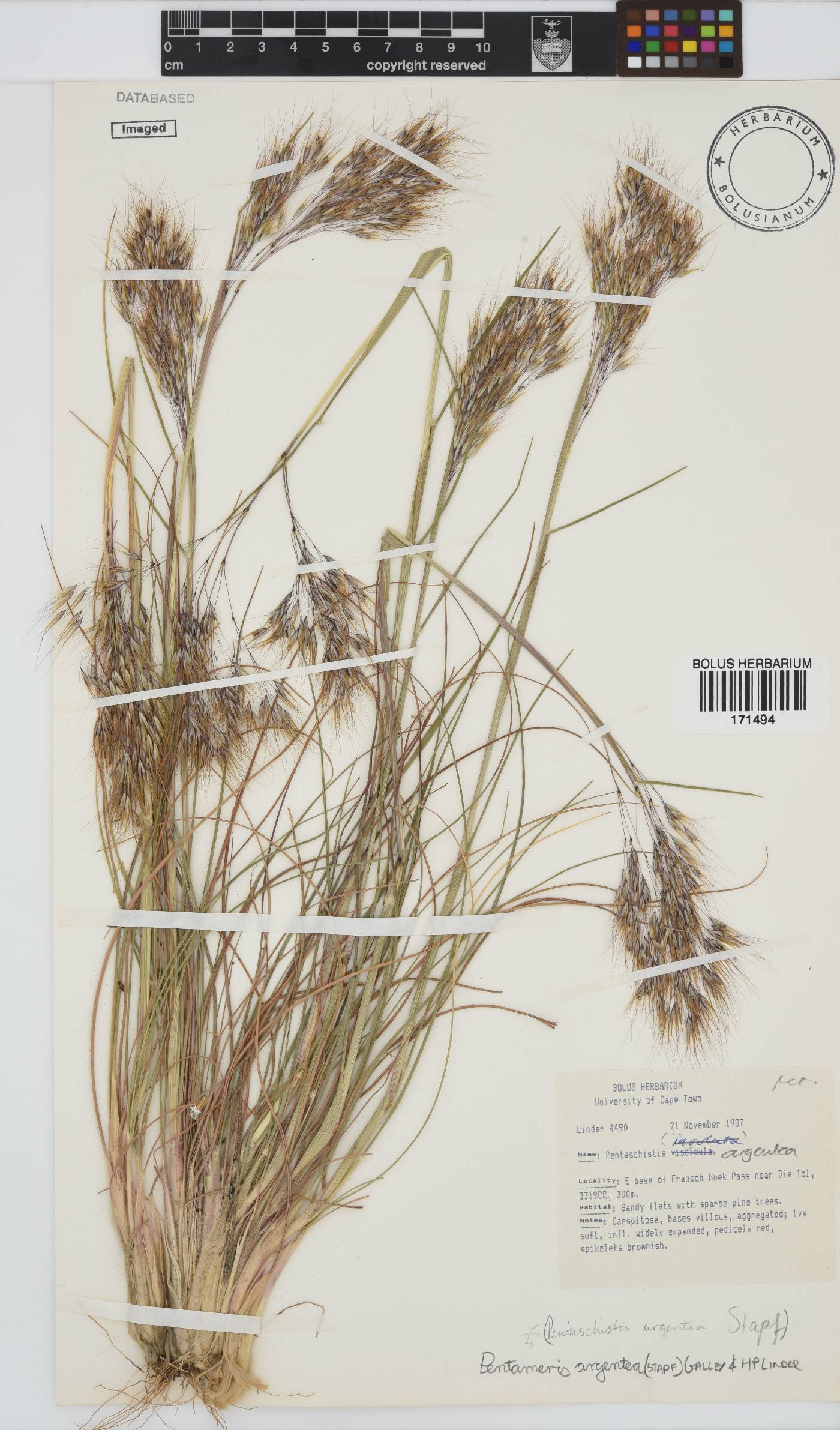 Pentameris argentea image