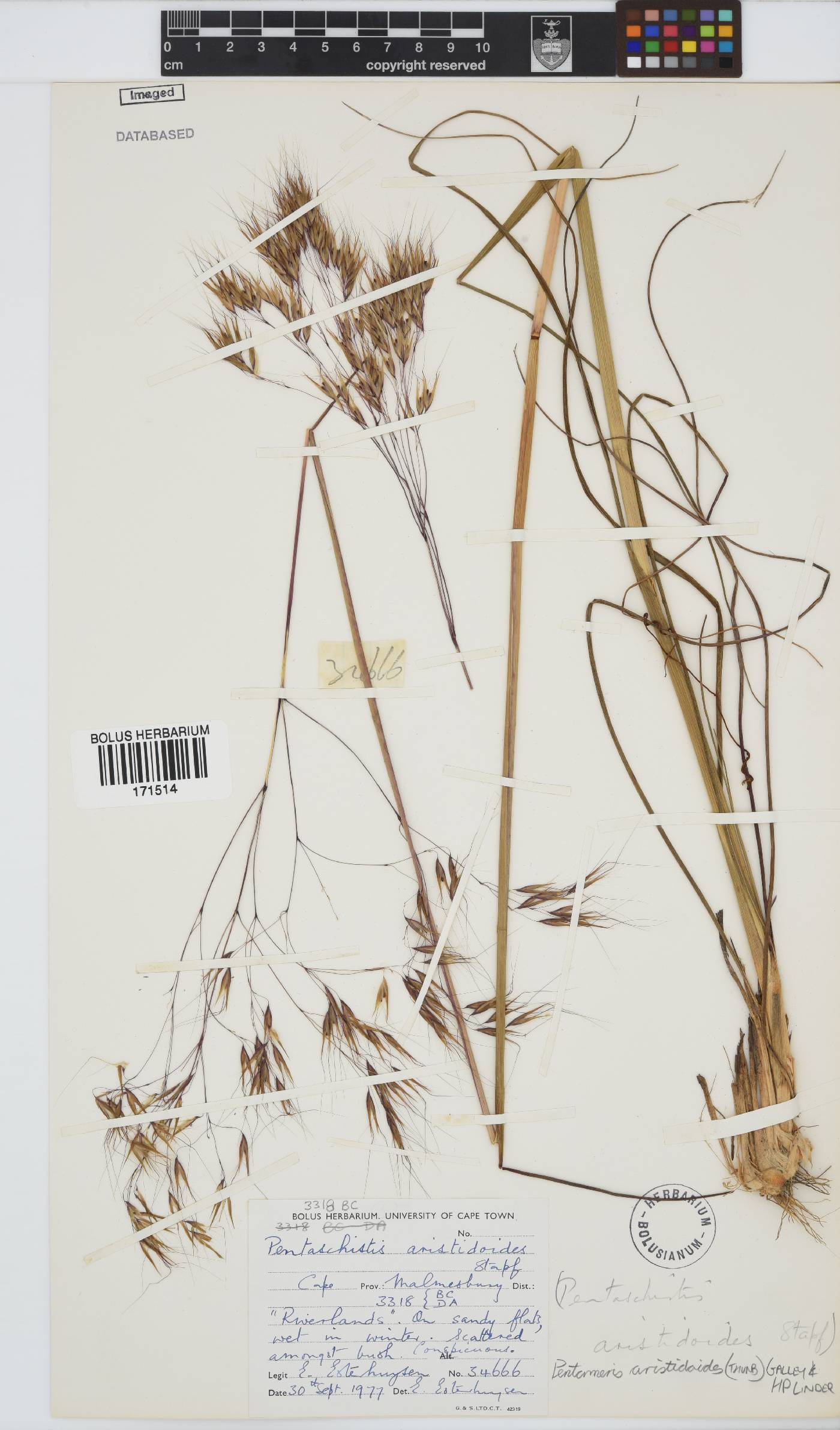 Pentameris aristidoides image