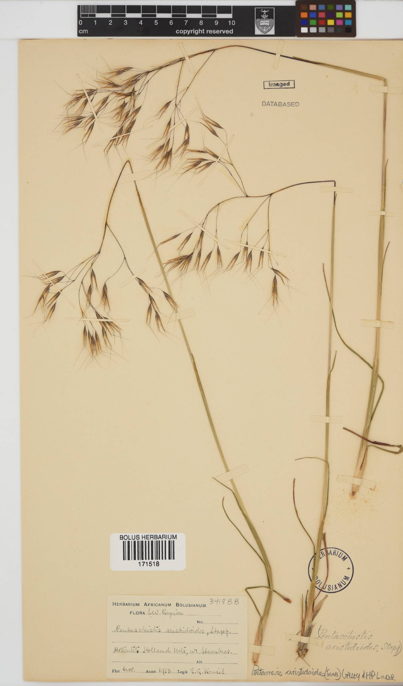 Pentameris aristidoides image