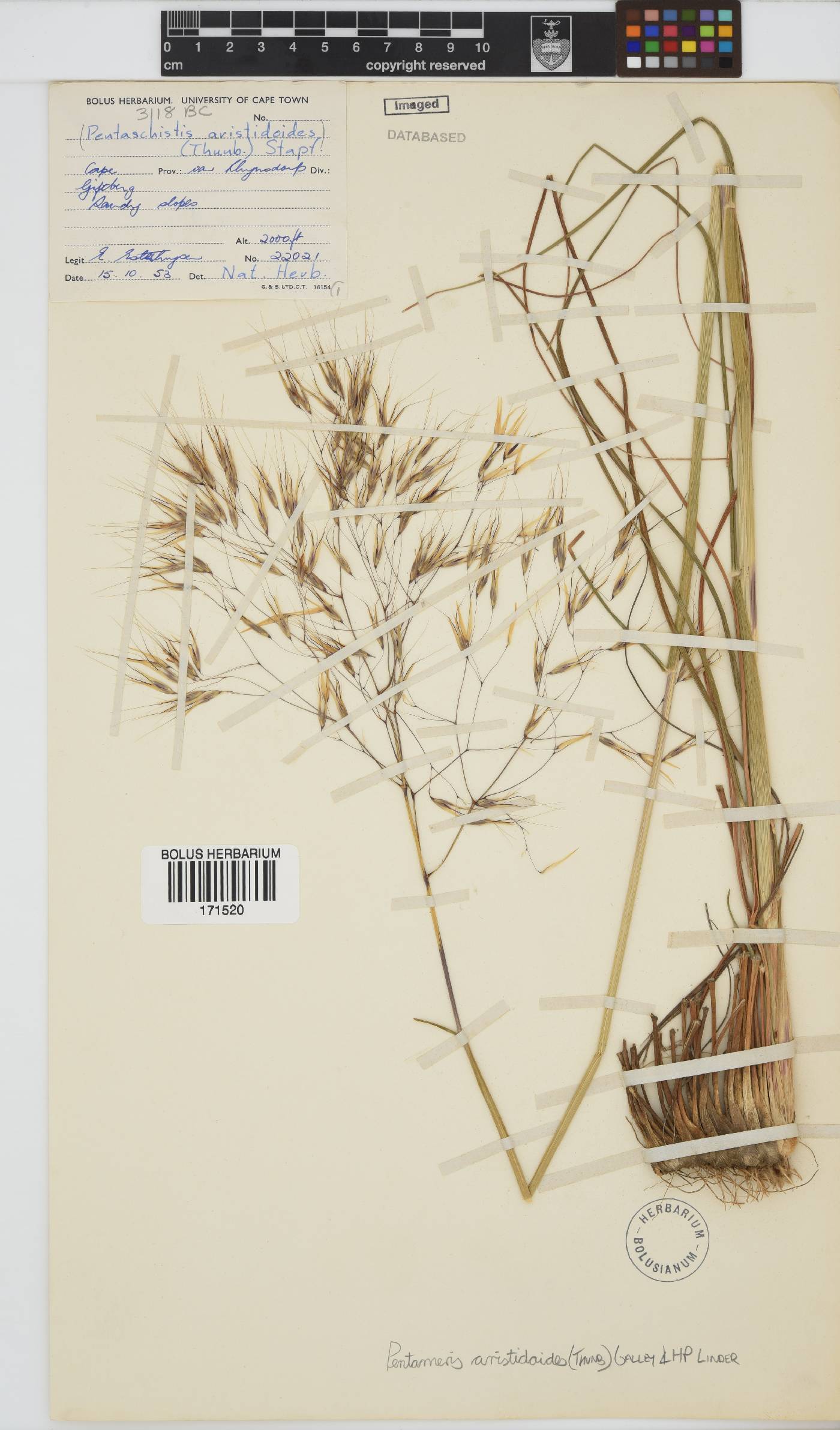 Pentameris aristidoides image