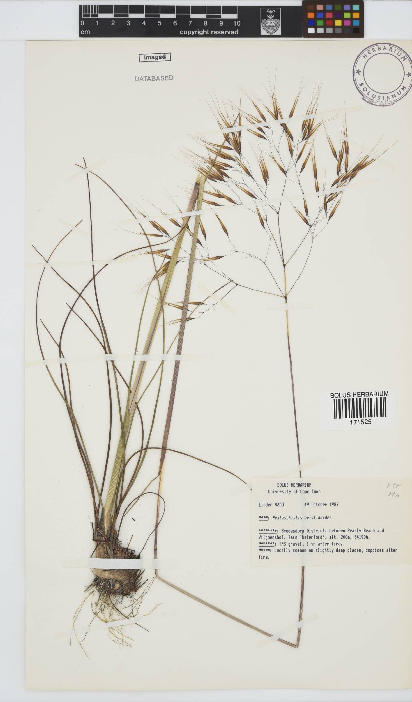 Pentameris aristidoides image