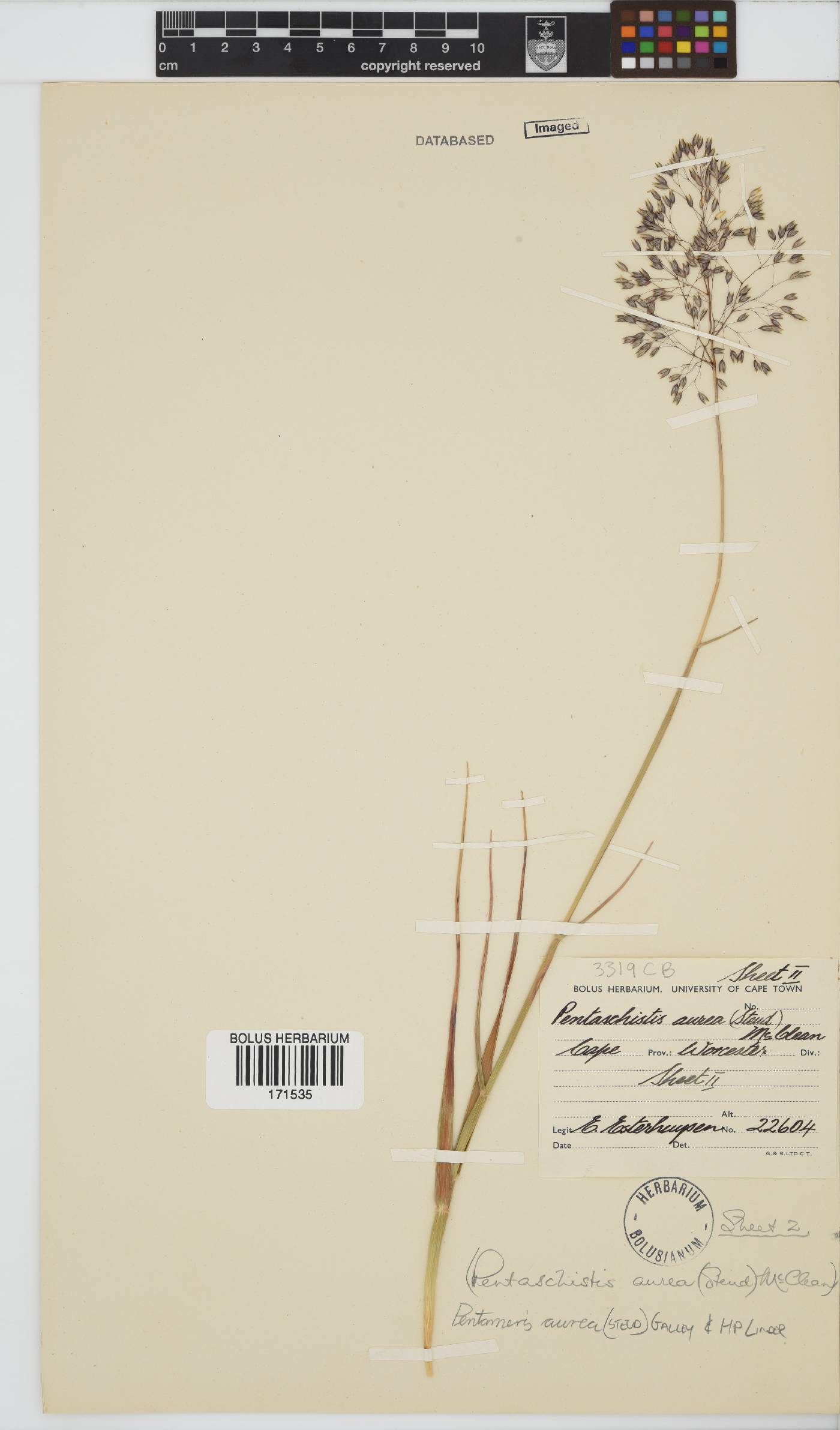 Pentameris aurea subsp. aurea image