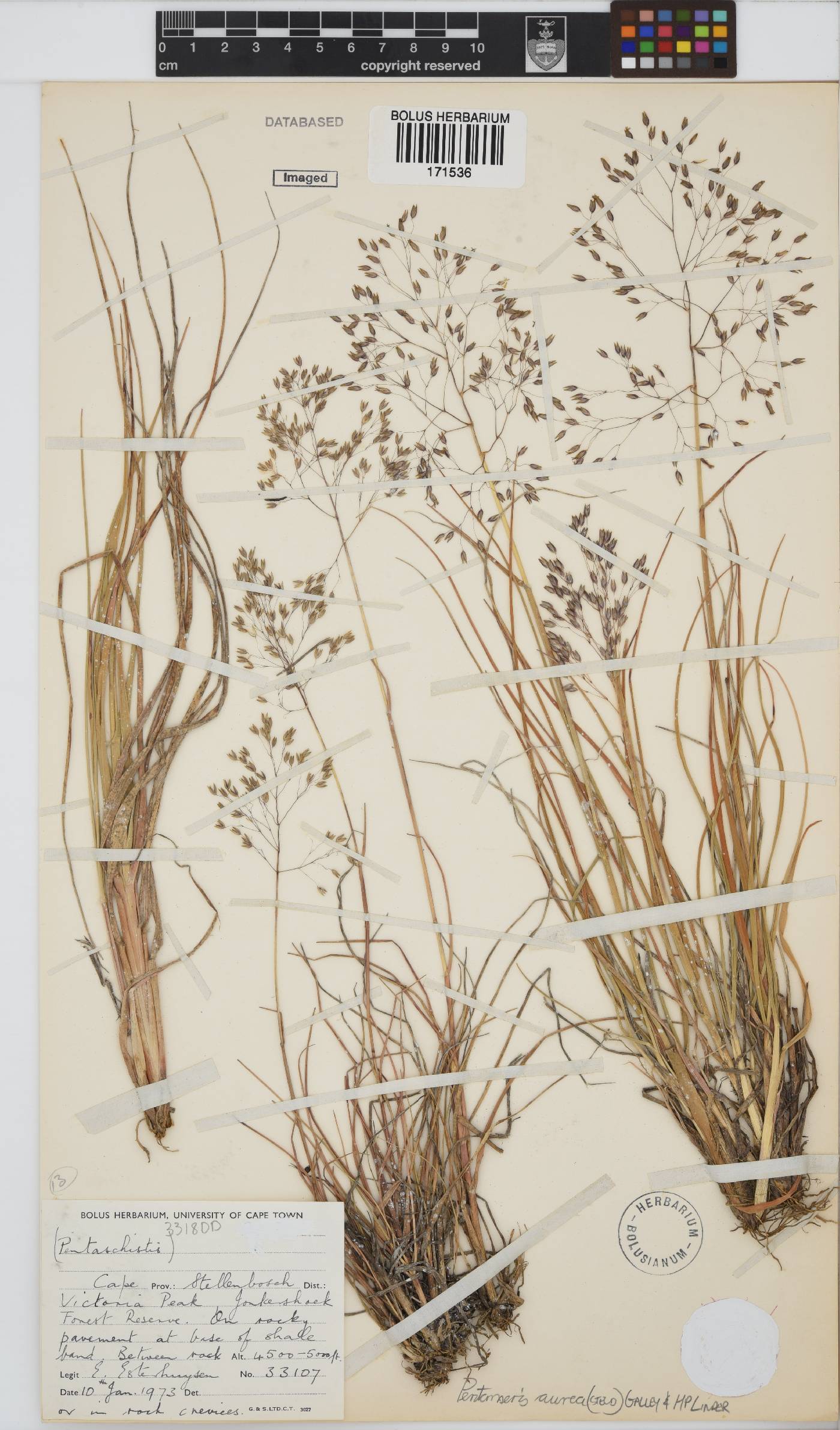 Pentameris aurea subsp. aurea image