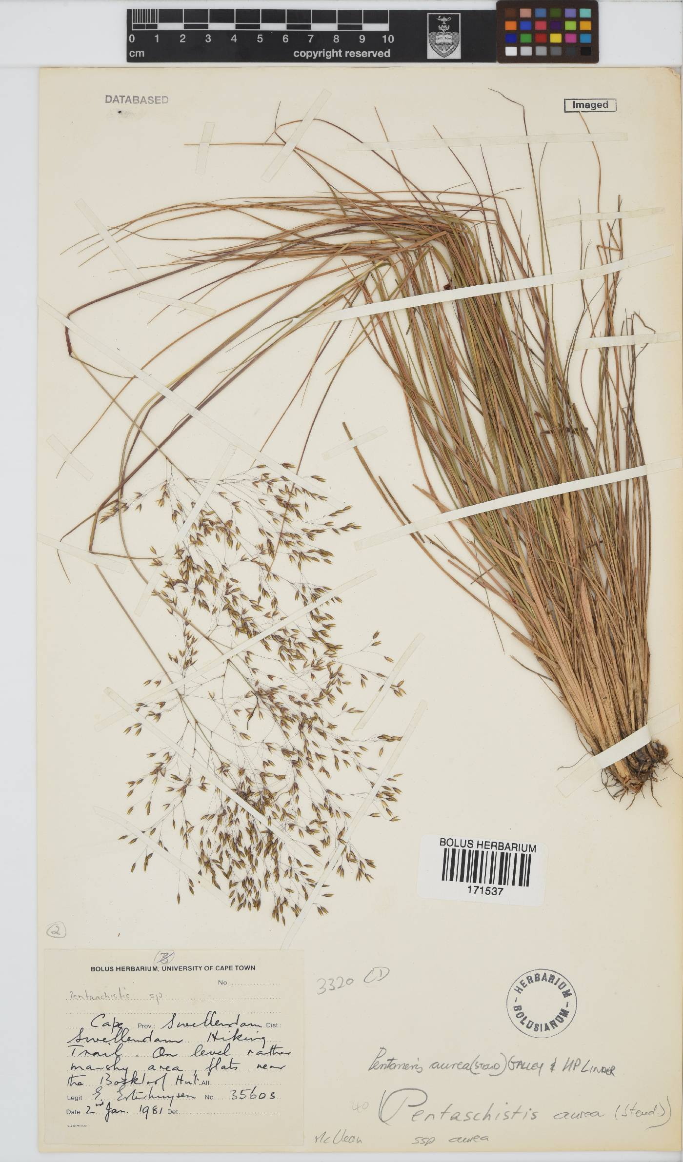 Pentameris aurea subsp. aurea image