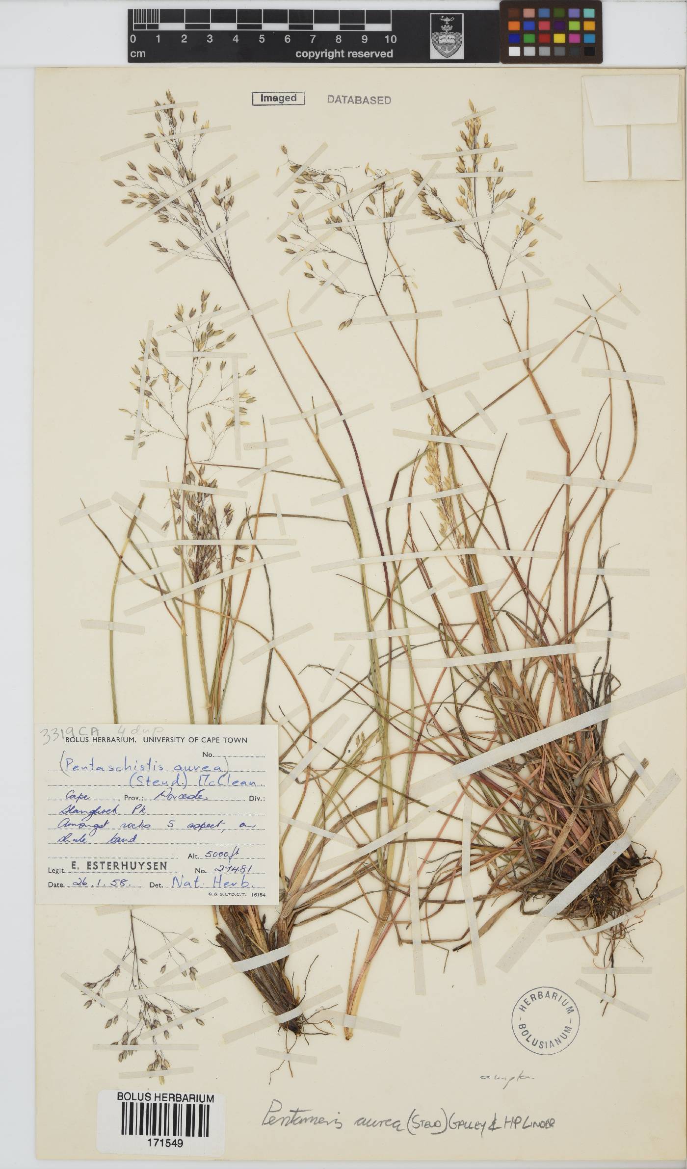 Pentameris aurea subsp. aurea image